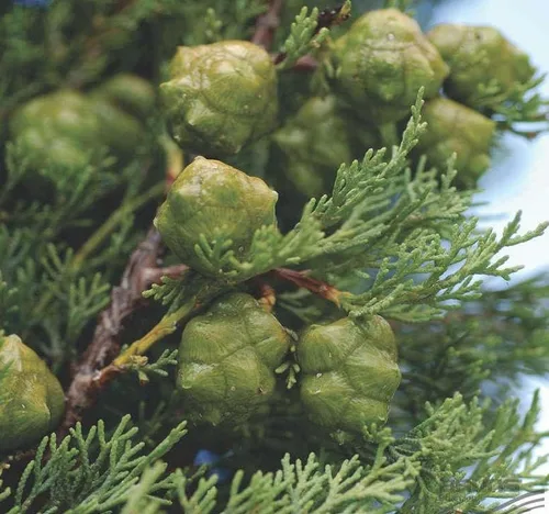 Vista 3 de Cupressus sempervirens stricta (ciprés italiano vertical), hoja perenne, grisáceo, follaje verde, pequeños conos marrones redondos, elige