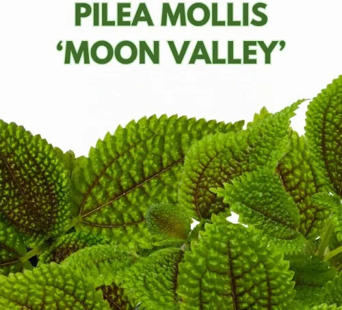 Vista 2 de BubbleBlooms Pilea Mollis Moon Valley en una planta de amistad en maceta de 4 pulgadas