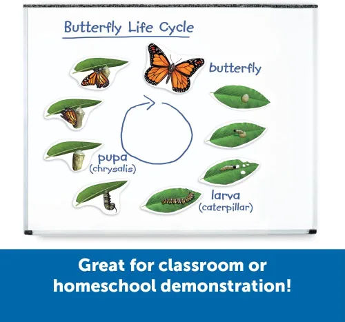Vista 3 de Learning Resources Ciclo de vida de mariposa, 9 piezas de escritura y limpieza, accesorios para el aula, ayudas didácticas, a partir de 5 años