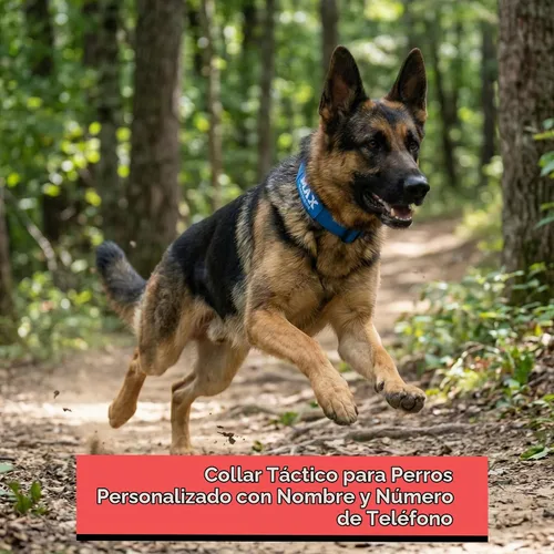 Vista 2 de Collar de Perro Personalizado Premium - Collar de Perro Táctico de Servicio Pesado con Nombre y Número de Teléfono, Collares de Perro para Perros