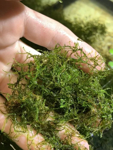 Vista 3 de Nature's Enlightenment Planta de musgo de Java vivo: plantas de acuario vivas, plantas de estanque, alimentos para peces, alimentos para mascotas