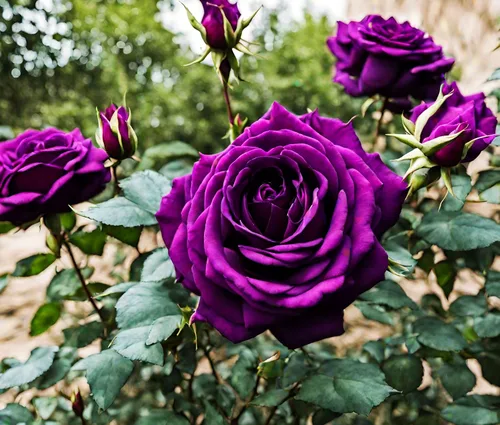 Vista 6 de Bonsai Alemania - Rosas moradas raras, 30 unidades, semillas de reliquia de rosa dragón