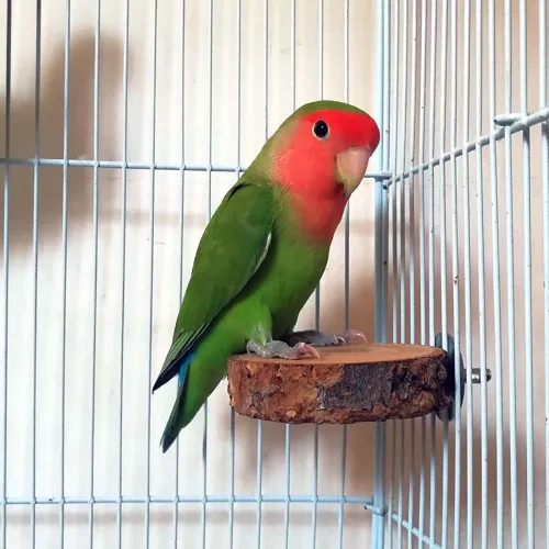 Vista 9 de 8 piezas de madera natural para pájaros, perca de madera, soporte de tenedor, juguetes de múltiples ramas, soporte de plataforma para periquitos