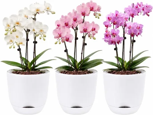 Vista 34 de QCQHDU 2 Pack 5.7 Inch Orchid Pots with Holes for Repotting, Double-Layer and Self Watering Orchid Pot with Good Air Circulation Verde