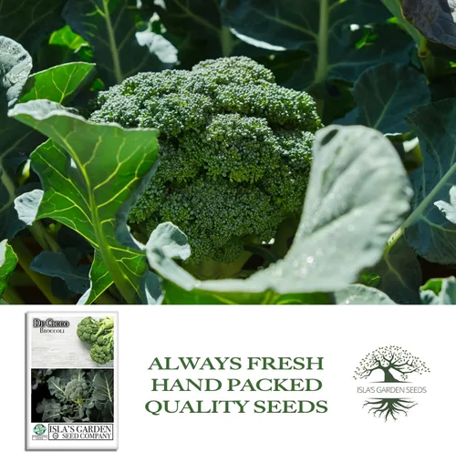 Vista 4 de De Cicco - Semillas de brócoli (Brassica oleracea), más de 300 semillas sin OMG y reliquias de Isla's Garden Seeds, reliquia italiana para cosechas