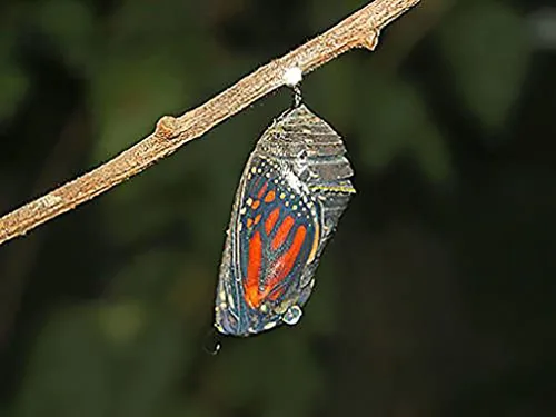 Vista 4 de Semillas de algodoncillo de pantano rosa para ayudar a salvar a las mariposas monarca - Incarnata Milkweed