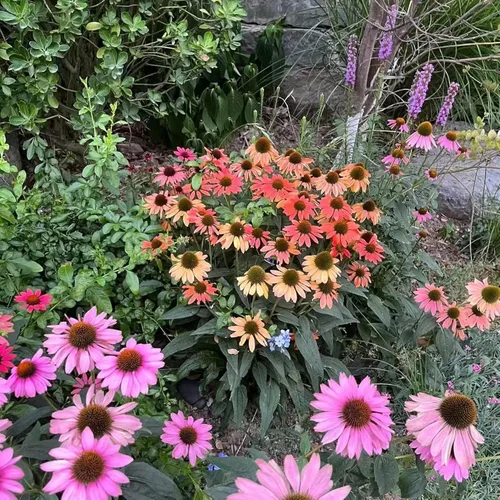 Vista 6 de 100 semillas de equinácea morada – Semillas de flores de equinácea rosa para plantar, variedad de reliquia sin OMG para jardines de flores silvestres