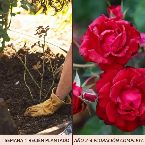 Vista 3 de Rosas trepadoras de reliquia, planta de raíz propia viva, Lady in Red™