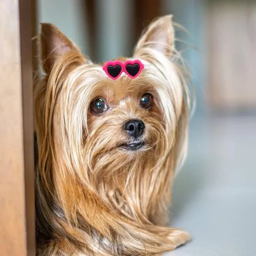 Vista 5 de Pinzas para el pelo de cachorros, 20 piezas de lindos lazos para perros, lentes de sol de corazón, accesorios para el cabello de San Patricio, día