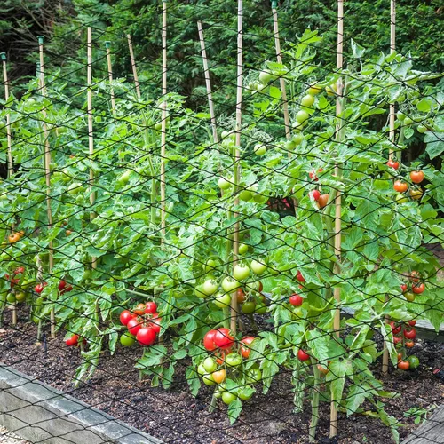 Vista 6 de Windyun - 1 red para pájaros de 50 x 50 pies, malla de 2.4 pulgadas para jardín Heavy Duty Reusable Poultry Barrier for Fruit Tree, Vineyard