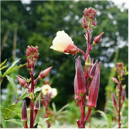 Vista 2 de Everwilde Farms - Semillas de Okra Rojo Borgoña de 1 Oz - Gold Vault