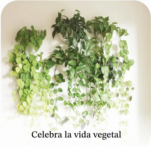 Vista 3 de Make Good Virgo - Macetas de pared (anchas, juego de 6), fáciles de regar e instalar, ligeras, diseña tu propio jardín vertical, plástico de melamina