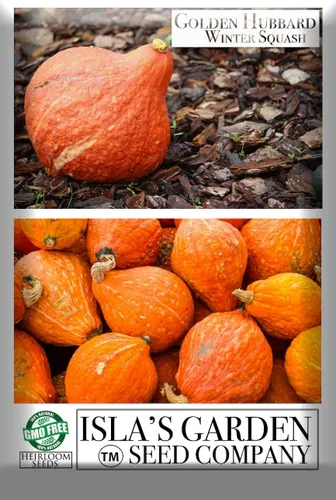 Vista 4 de Golden Hubbard - Semillas de calabaza de invierno para plantar, más de 25 semillas de reliquia por paquete, semillas de jardín de Isla