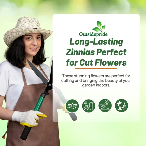 Vista 6 de Outsidepride - Zinnia, 50 semillas anuales, Marylandica Zahara Double Brilliant Flower Seed Mix, mezcla de semillas de flores para plantar