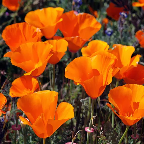 Vista 8 de Outsidepride Semilla de amapola de California - 1/4 LB
