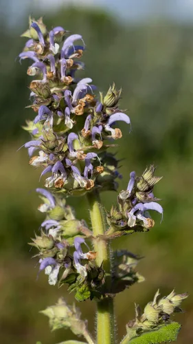 Vista 5 de Plant Good Seed Semillas orgánicas de salvia clara para plantar: hierba para cosméticos, flores moradas fragantes - Paquete de 50 semillas
