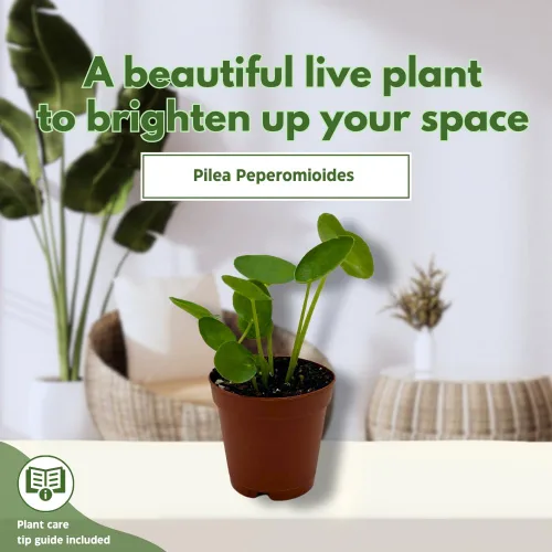Vista 3 de BubbleBlooms Planta de dinero chino Pilea Peperomioides en maceta de 2 pulgadas