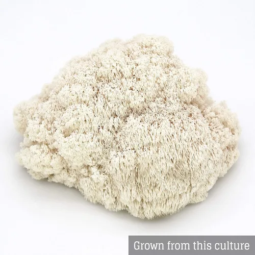 Vista 8 de Cultivo líquido de hongos - Melena de león (Hericium Erinaceus)