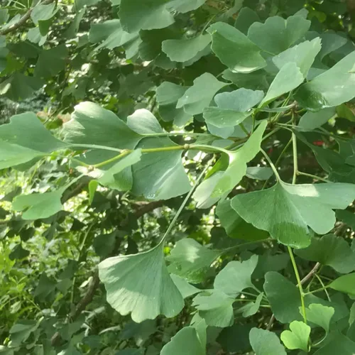Vista 5 de UIOTER Árboles de ginkgo biloba vivos, plantas vivas, 6 a 12 plantas de semillero de árboles de ginkgo de altura, árboles de gingko vivos, plantas
