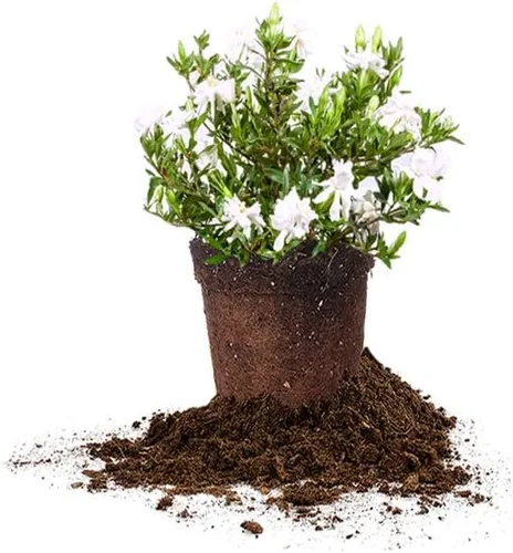 Vista 13 de Planta viva resistente a las heladas Gardenia de Perfect Plants, maceta de 1 galón Gardenia a prueba de heladas