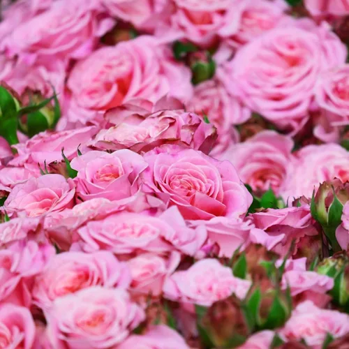 Vista 7 de CarpetC - Más de 150 semillas de rosa rosa para plantar, arbusto perenne de flores fragantes, reliquia sin OMG para bordes de jardín, contenedores