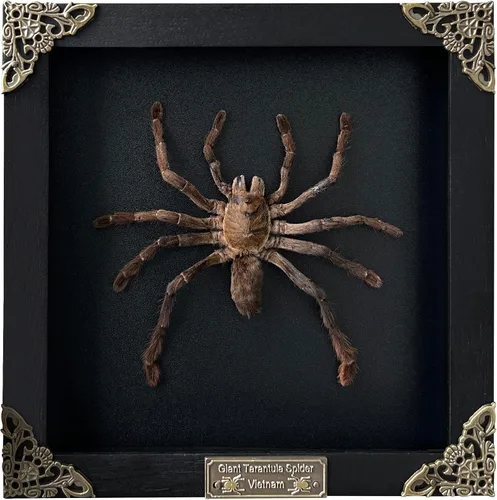 Vista 120 de 2 Real Dragonfly Specimens Shadow Box Framed Insect Display Oddities Curiosities Entomology Collection Natural History Wall Decor Gift for Nature