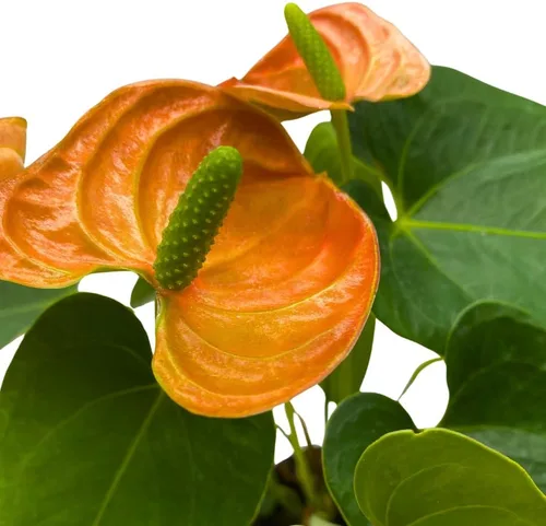 Vista 4 de BubbleBlooms Anthurium Coral, naranja - ish en una hoja en forma de corazón de 4 pulgadas