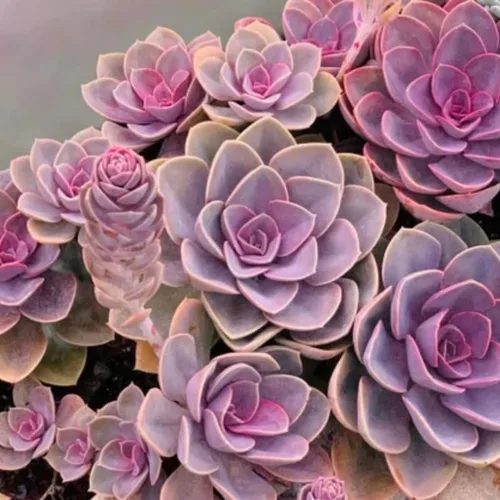 Vista 8 de Echeveria Suculents - Plantas vivas para cultivar, suculentas de Echeveria vivas, plantas de Echeveria vivas, suculentas de Echeveria vivas, maceta