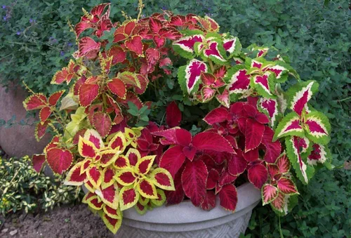 Vista 6 de Semillas Coleus Mix Flores anuales de interior para plantar