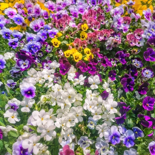 Vista 3 de 1000 semillas de viola tricolor (pensamiento), flores brillantes y de fácil germinación para camas de jardín, macetas de patio y paisajismo