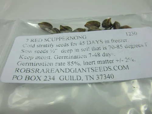 Vista 2 de 1230-Scuppernong Red Tame (Vitis rotundifolia) Semillas de Robsrareandgiantseeds UPC0764425789130 Sin OMG, orgánicas, plantas históricas, muscadine
