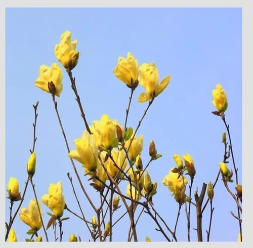 Vista 2 de Yellow Jane Magnolia Planta viva – Árbol arbusto floreciente de 18 pulgadas de alto
