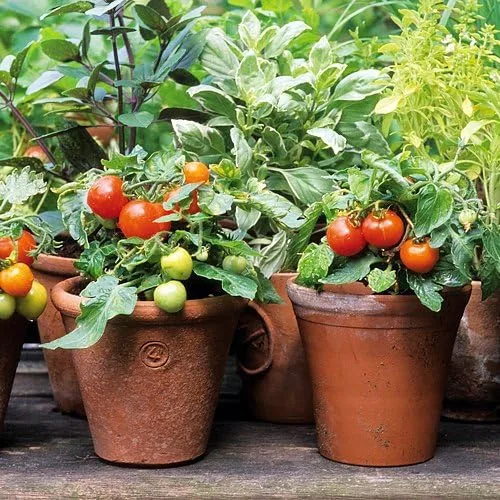 Vista 6 de Más de 30 semillas de tomate Red Robin Enano Determinadas Heirloom No OGM Dulce y Sabroso Bajo Ácido Raro Mini, Lycopersicon lycopersicum