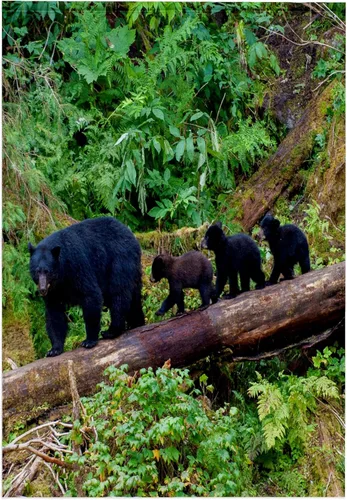 Vista 7 de 3dRose Black Bear Triplets Follow mom at ANAN Creek. 11x12 Wash Cloth for Face and Body