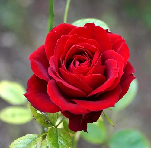 Vista 4 de 100 semillas de rosas rojas perennes hermosas semillas de flores florecientes para plantar