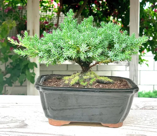 Vista 4 de Árbol bonsái enano vivo de enebro Interior/exterior 100% hecho a mano Decoración para el hogar y la oficina El mejor regalo para vacaciones
