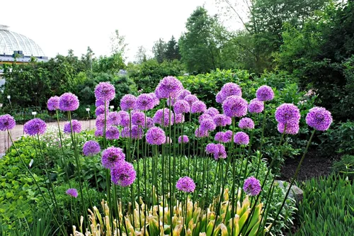 Vista 3 de 25 semillas de flores gigantes Allium GLOBEMASTER Allium Giganteum de Seedville