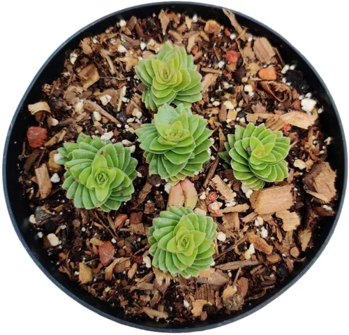 Vista 31 de Plantas de cactus suculentas vivas (2 pulgadas Opuntia Microdasy Golden Swirl Monstrose)