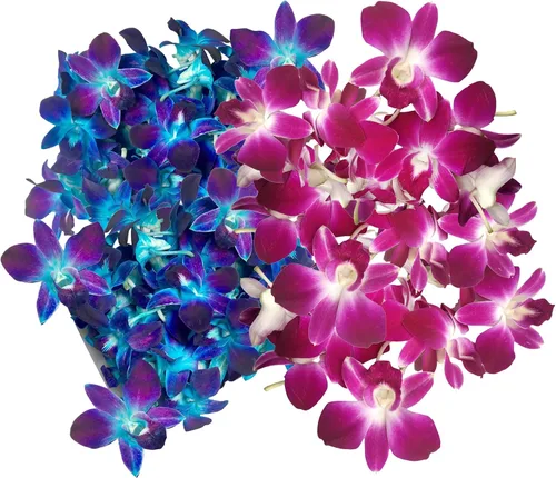 Vista 12 de Flores frescas cortadas de Miami OrchidClub USA por Sunne Tropical DIY Lei, decoración de alimentos y bebidas (50 blanco)