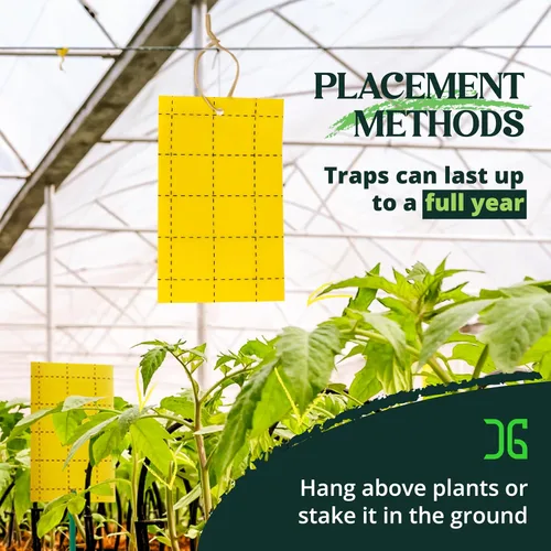 Vista 8 de Catchmaster GRO - Trampas adhesivas regulares de doble cara amarillas, paquete de 36 unidades, trampa adhesiva para insectos y moscas de la fruta