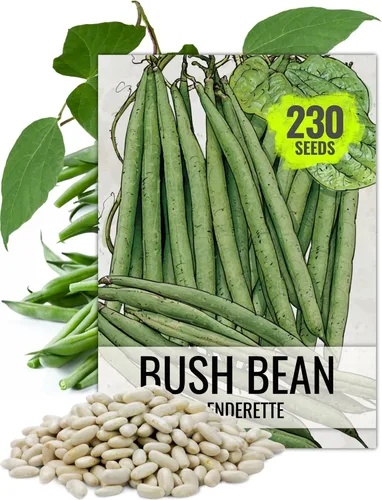 Vista 11 de Seed Needs Semillas de Frijol Lima para Plantar Frijoles Henderson Lima - Semillas de Vegetales Heirloom Sin OMG y Sin Tratar para Plantar un Jardín