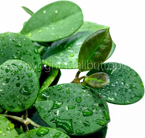 Vista 8 de Hoya Obovata Splash en maceta de 4" - Hojas redondas gruesas - Planta de interior Easycare