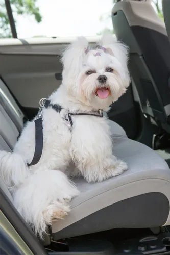 Vista 5 de Paxcoo 60 ganchos giratorios y anillos en D para cordones y proyectos de costura (1 pulgada de ancho interior)