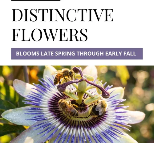 Vista 3 de Semillas de flor de la pasión, paquete de 50 unidades, flores exóticas trepadoras para valla de enrejado o recipientes, opción de bonsái, planta