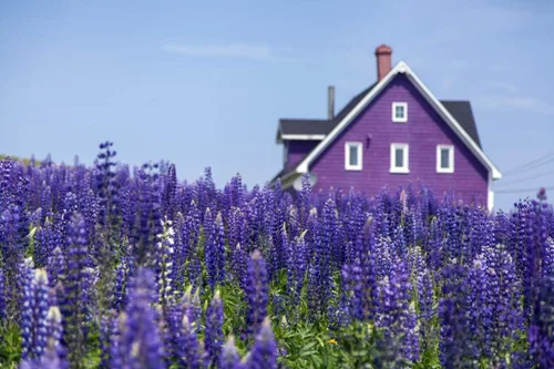 Vista 4 de Semillas Blue Lupine King Canute Flores Perennes
