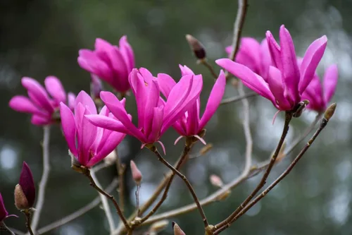 Vista 4 de Magnolia Tree Planta viva para plantar, flores de magnolia arbusto de 6 a 12 pulgadas de altura, en maceta, arbusto de magnolia fragante