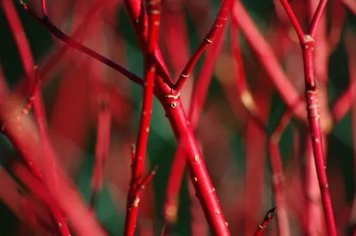 Vista 2 de Semillas de Cornejo Rojo para Plantar - 30 Semillas - Cornus sericea