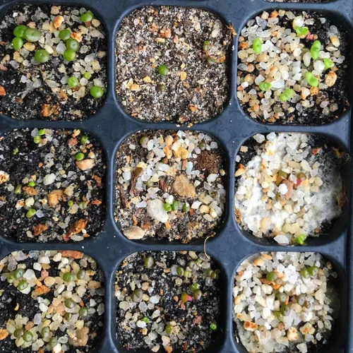 Vista 5 de Lithops - Kit de semillas de 25 semillas con plántulas vivas y germinación (paquete de 25 + 5 plántulas vivas + kit de germinación)