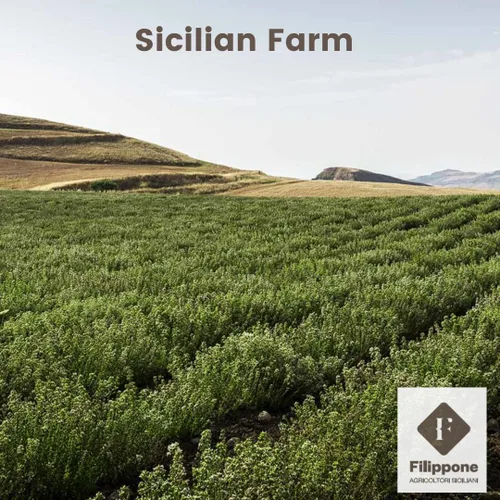 Vista 5 de FILIPPONE Filippone Condimento orgánico de orégano triturado, 0.70 onzas (0.70 onzas), coctelera de orégano seco italiano, orégano siciliano