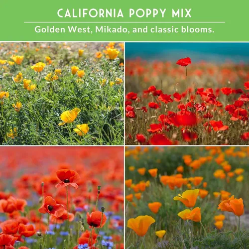 Vista 4 de Poppy Collection - Paquete variado de 4 semillas para plantar, variedades California, Golden West, Mikado y amapola de maíz rojo, colección